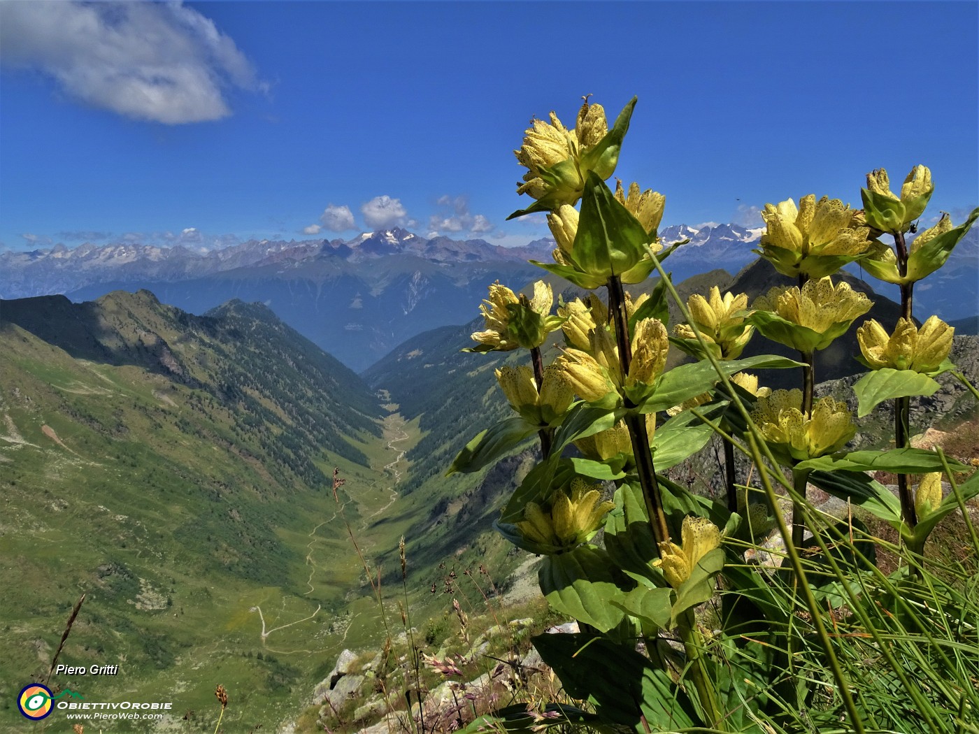 29 Prima vista sulla bella Valcervia con Gentiana punctata (Genziana maculata).JPG
